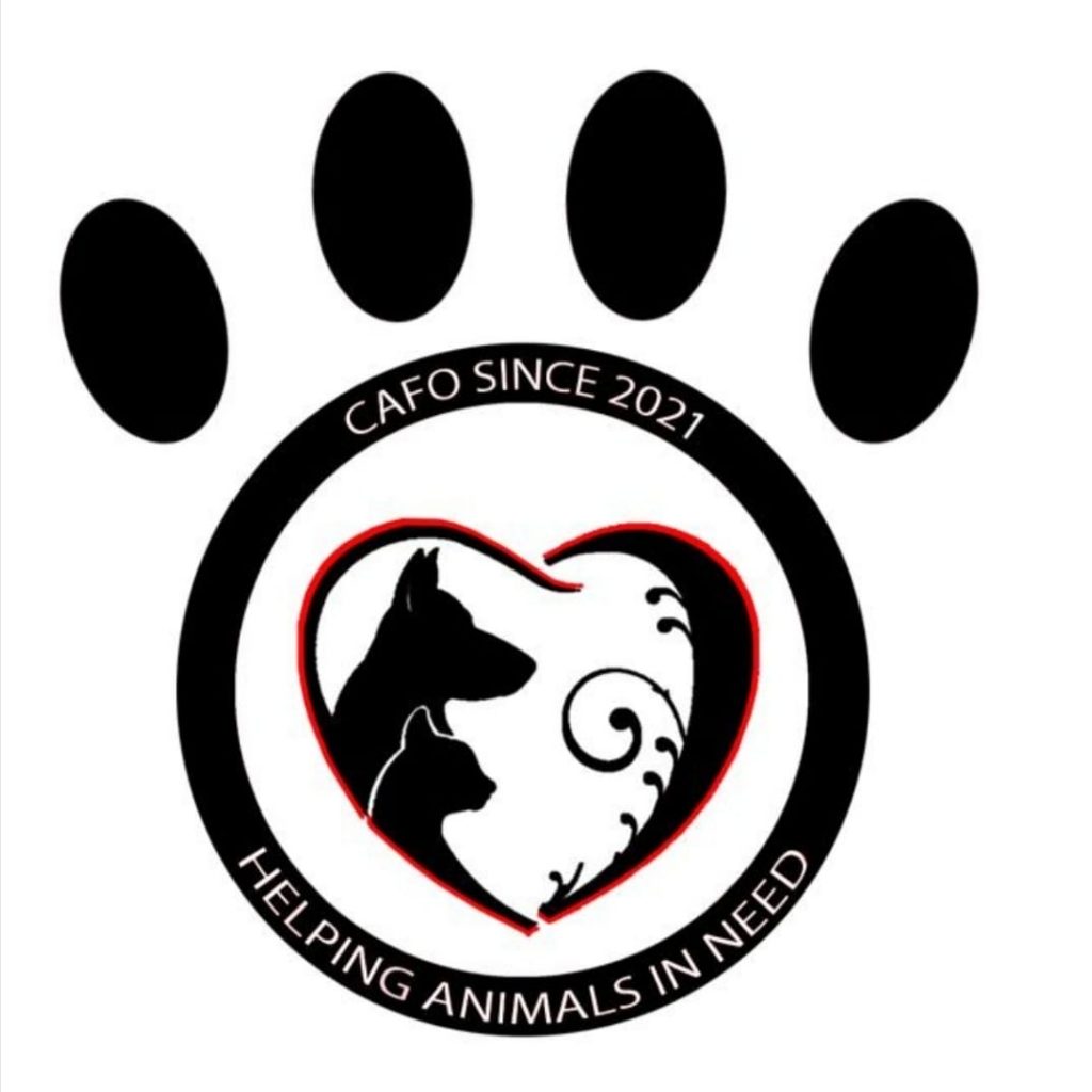 Local animal rescue Cafo looks forward to 2022
